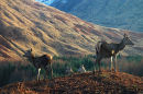 Hinds
